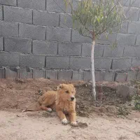 باغ-ملکی-مسکونی