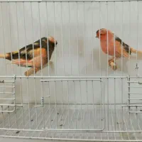 قناری گلستر استافورد سرخ|پرنده|قم, لسانی|دیوار