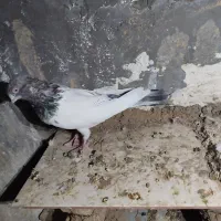 کفتر معاوضه با سگ|پرنده|نوبران, |دیوار