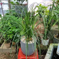 گل لیندا افوربیا شفلرا سانسوریا پتوس بنسای گلدان