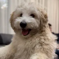 سگ نژاد ترکیبی شیتزو پودل بسیار جذاب و دوست داشتنی|سگ|تبریز, |دیوار