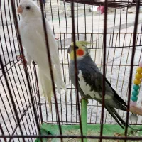 دو عدد عروس هلندی