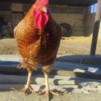 خروس حنایی خوشگل