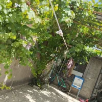 ویلا فروشی|فروش خانه و ویلا|مشهد, شهرک امام سجاد|دیوار