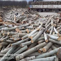 خریدچوب وریشه در حیاط باغ|خدمات باغبانی و درختکاری|ارومیه, |دیوار