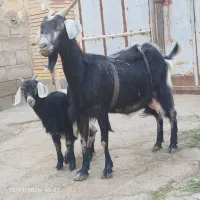 بز شیری الپاین مورسیا میکس رفسنجان