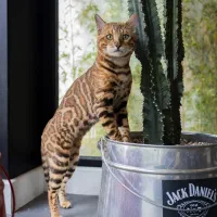 گربه+بنگال+اسکاتیش