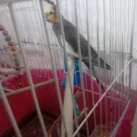 عروس هلندی