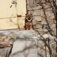 سگ پامر نر خرسی