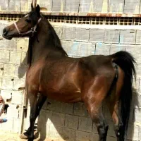 مادیون|اسب و تجهیزات اسب‌سواری|میاندوآب, |دیوار