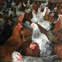 تعداد زیادی مرغ تخمگذار و خروس و جوجه