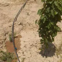 زمین کشاورزی فولادمحله