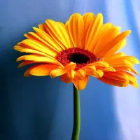 اجاره (فروش) باغشهر