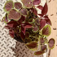 گل حسنی یوسف|گل و گیاه طبیعی|یزد, |دیوار