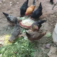 مرغ|حیوانات مزرعه|کاشان, امام خمینی|دیوار