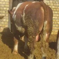 گوساله چاق سیمینتال