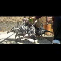 فروش بوقلمون(کبودراهنگ)