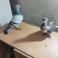 کفتر|پرنده|بردسکن, |دیوار