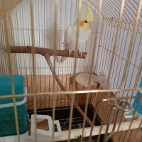 پرنده  عروس هلندی