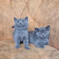 حیوانات تربیت شده|گربه|سنندج, |دیوار