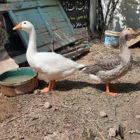 غاز جوان ۲عدد