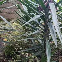 یوکای تنه‌دار ارتفاع حدود یک و هفتاد تعداد ۱۲