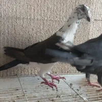 گوره سینه سفید|پرنده|وحدتیه, |دیوار