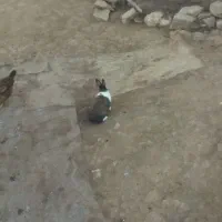 خرگوش قیمت امیلیون