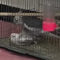 عروس هلندی سفید دست آموز نیم سخنگو|پرنده|نقده, |دیوار