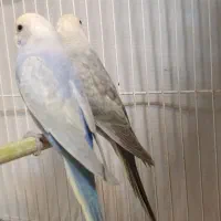 سه جفت مرغ عشق رینبو|پرنده|تربت جام, مطهری|دیوار