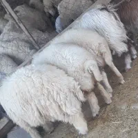 بره وقوچ و بزغاله وصابرین