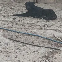 گمشده|سگ|ریگ, |دیوار