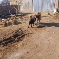 ۲ راس گوسفند با بره