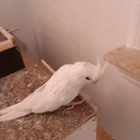 عروس هلندی پروانه‌ای و آلبینو|پرنده|داراب, |دیوار