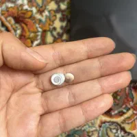مهره مامبا سیاه آفریقایی