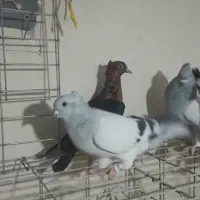 کبوتر|پرنده|بجنورد, |دیوار