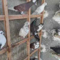 کبوتر پرشی ۴۳عدد|پرنده|بابل, |دیوار