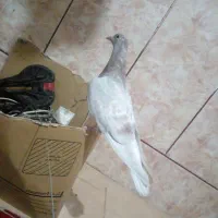 سلا م چند عدد کفتر برای فروش فوری