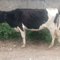 گاو دورگ صحرایی بسیار خوراک خور آماده برای داشت