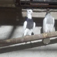 کبوترطوقی|پرنده|شهریار, شهرک بهاران (ویره)|دیوار