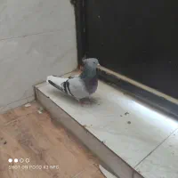 کبوتر ماده|پرنده|شیراز, شهرک امیر کبیر|دیوار