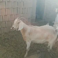 آغل آماده گوسفند