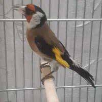 سهره خوش آواز