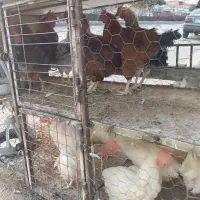 مرغ و خروس سفید سیاه و گوشتی مناسب زبح قیمت مناسب