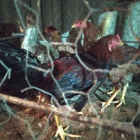 خروس لاری|حیوانات مزرعه|اصفهان, خرم|دیوار