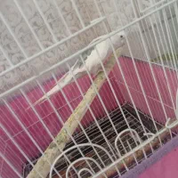 عروس هلندی جفت