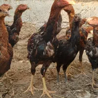 جوجه لاری|حیوانات مزرعه|پیشوا, |دیوار