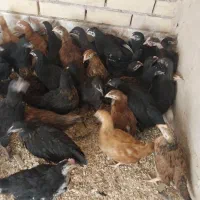 جوجه مرغ رسمی|حیوانات مزرعه|یزد, |دیوار