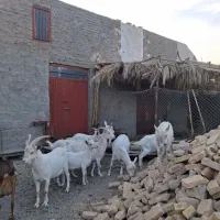 بز سانن و آلپاین