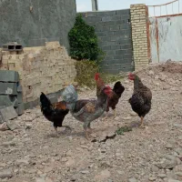 خروس جوان
